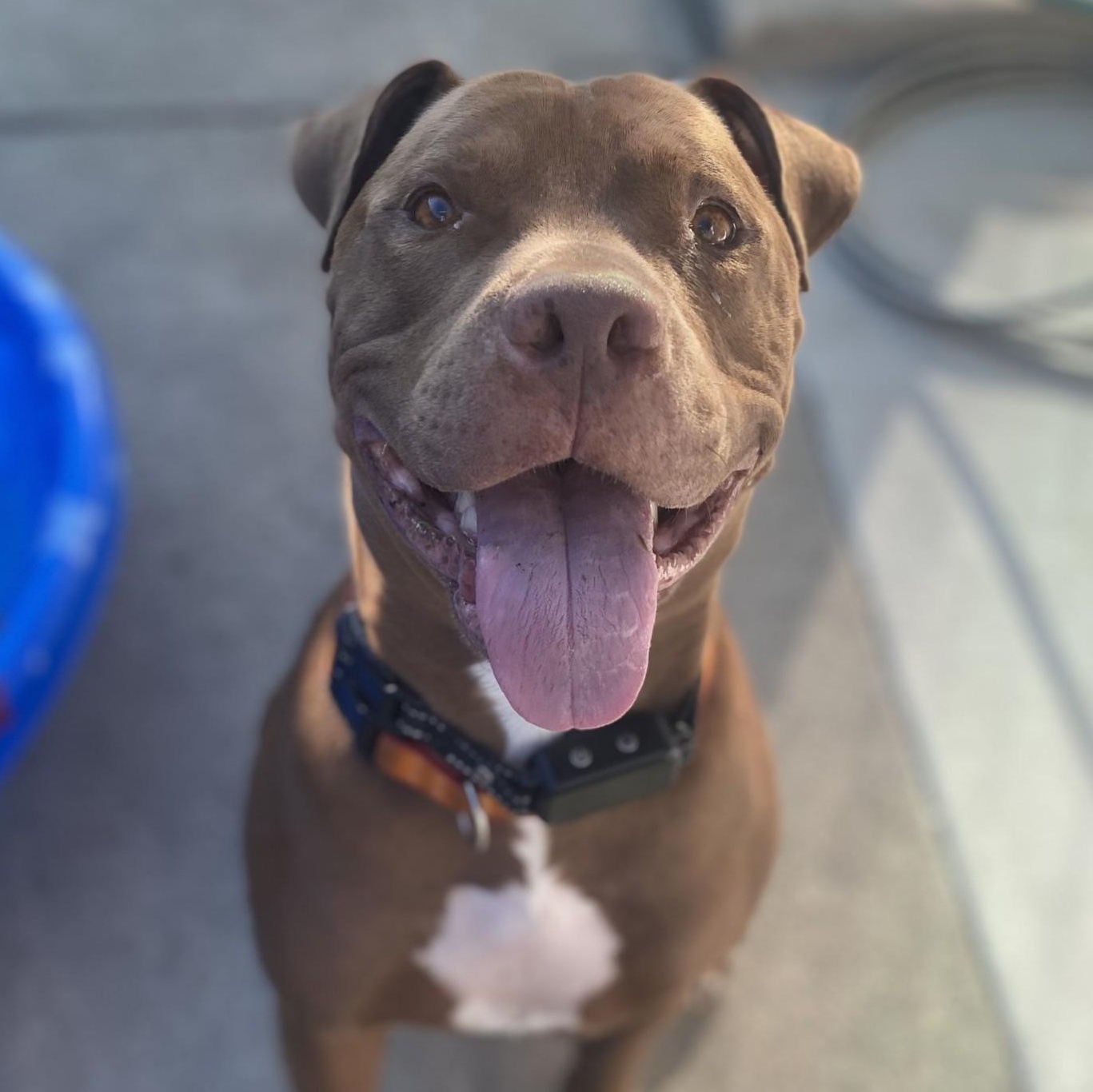 Rusty, a Adoptable mixed breed in Whittier, CA image 3/4