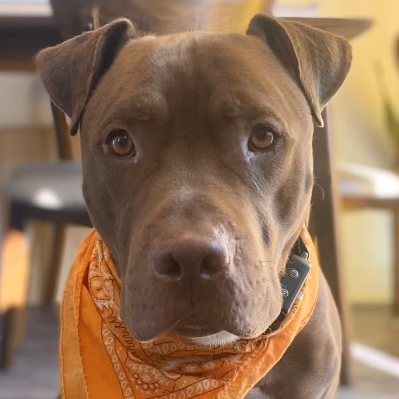 Rusty, a Adoptable mixed breed in Whittier, CA image 4/4