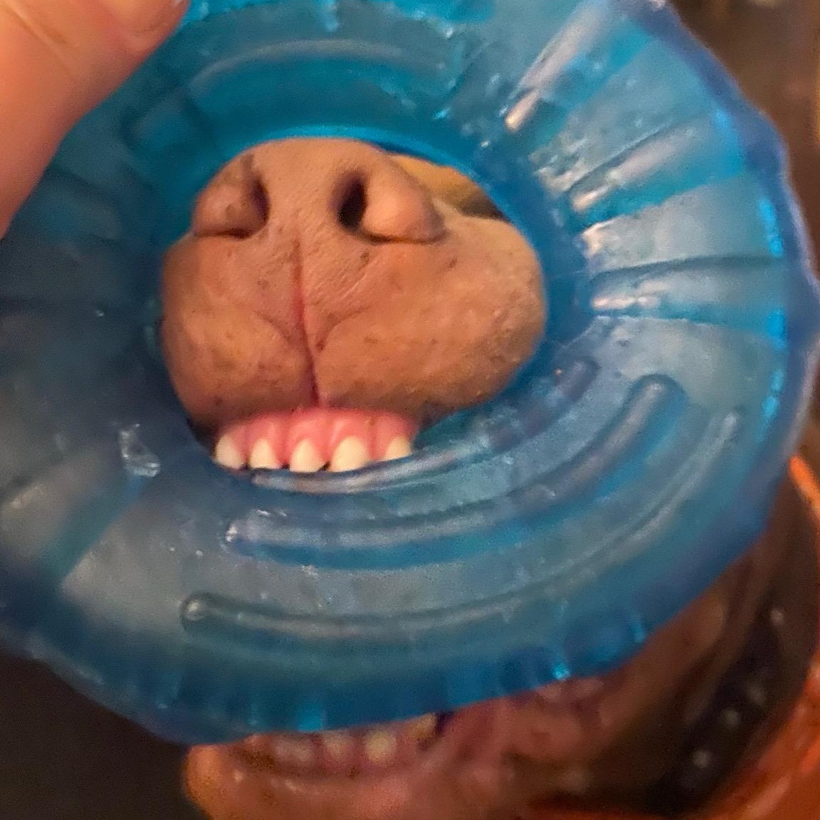 Rusty, a Adoptable mixed breed in Whittier, CA image 2/4