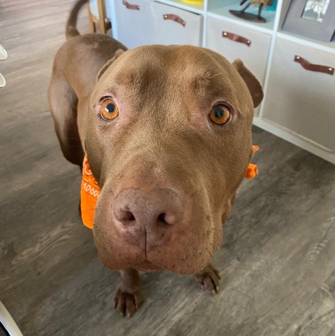 Rusty, Adoptable, Adult Male American Staffordshire Terrier & Pit Bull Terrier.