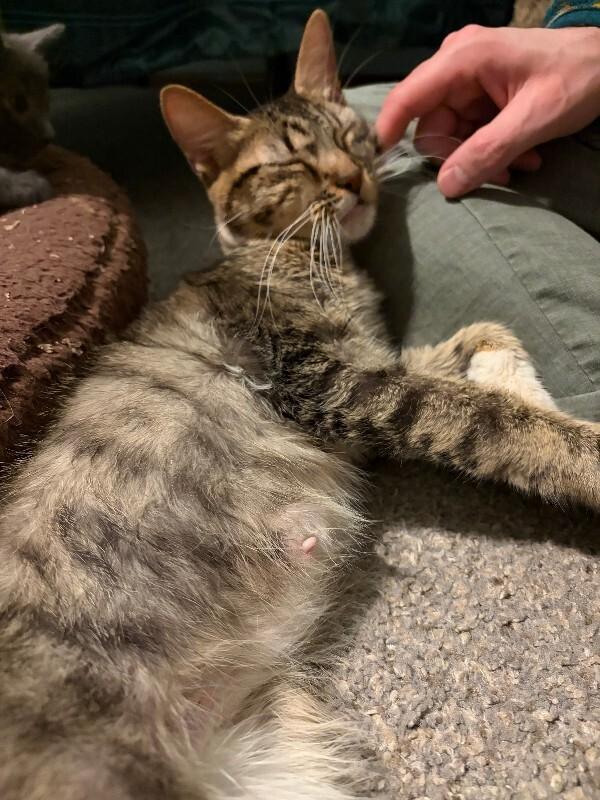 Enlarge Olive Garden, a Adoptable Domestic Short Hair in Fort Collins, CO image 1/4