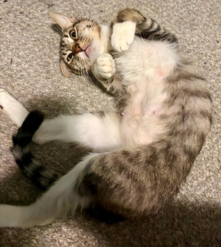 Enlarge Olive Garden, a Adoptable Domestic Short Hair in Fort Collins, CO image 2/4