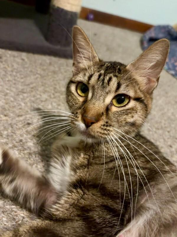 Enlarge Olive Garden, a Adoptable Domestic Short Hair in Fort Collins, CO image 4/4