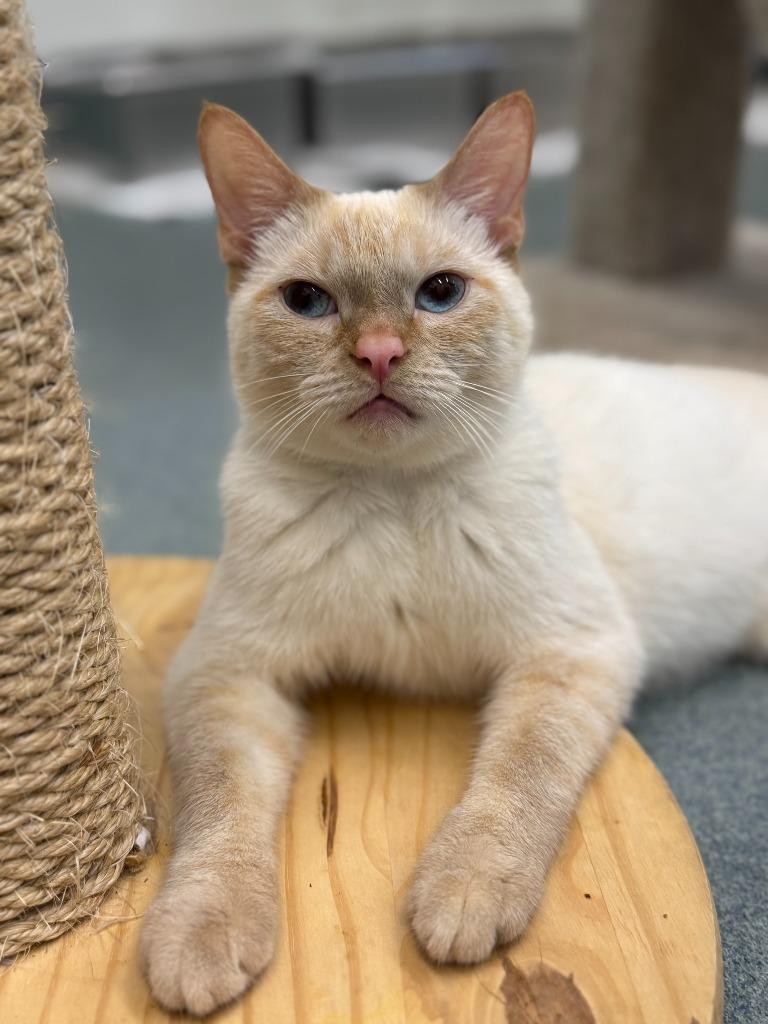 Finley, Adoptable, Young Male Siamese.
