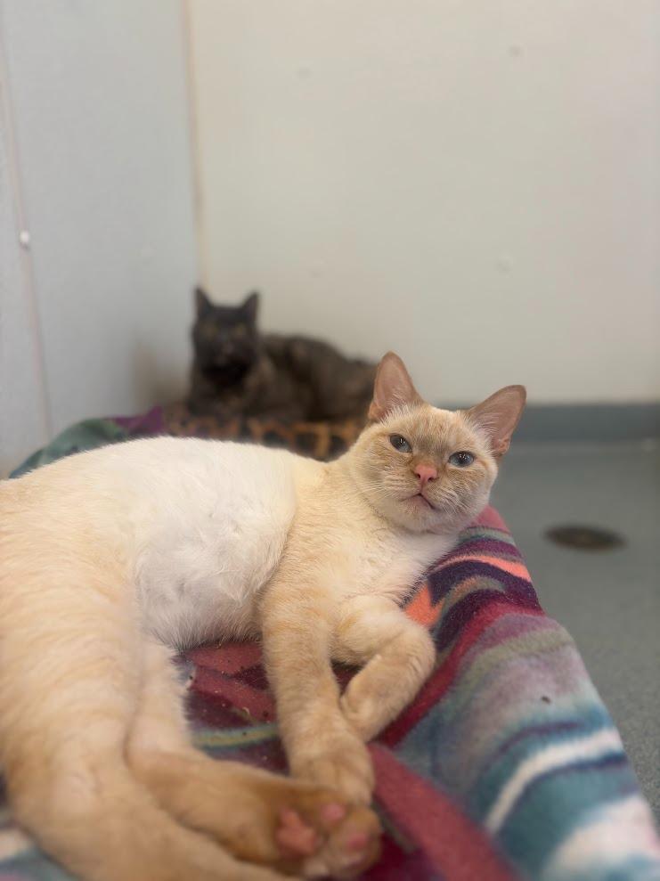 Finley, a Adoptable Siamese in Cumberland, ME image 2/2