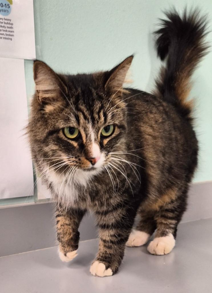 Socks, Adoptable, Adult Female Domestic Long Hair.