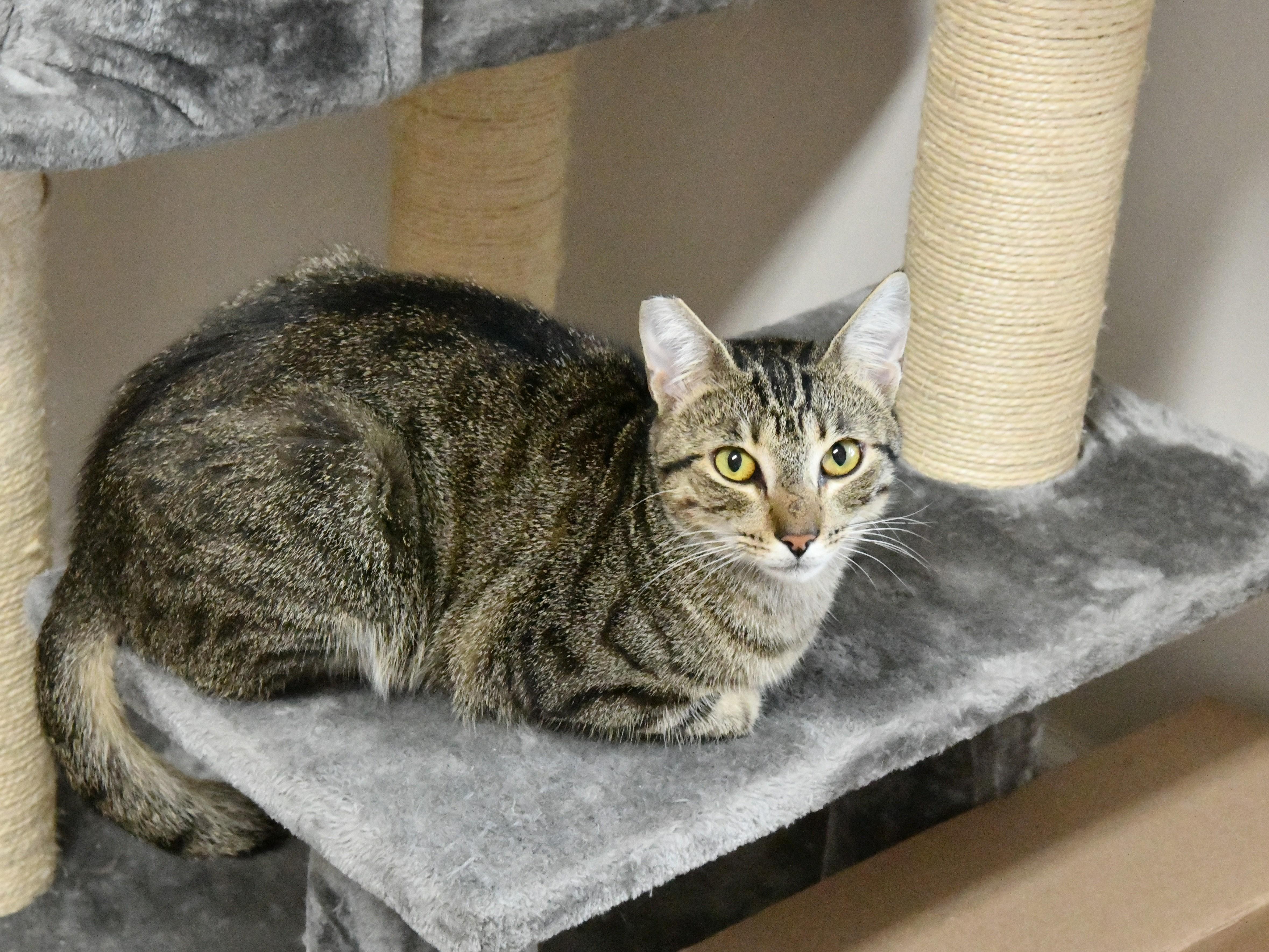 Mrs. Kipling, ADOPTABLE, Young Female Domestic Short Hair.