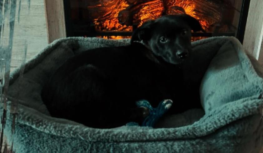 Enlarge Violet, a ADOPTABLE Mixed Breed in San Tan Valley, AZ image 1/1