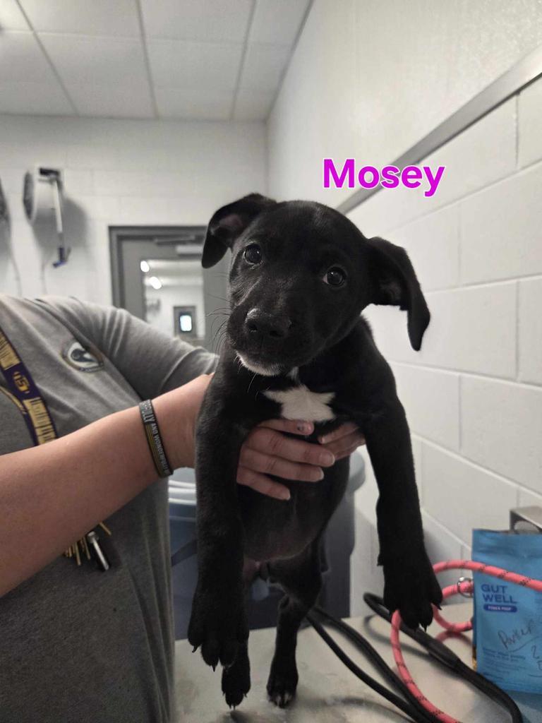 Mosey, Adoptable, Puppy Female Labrador Retriever & Affenpinscher.