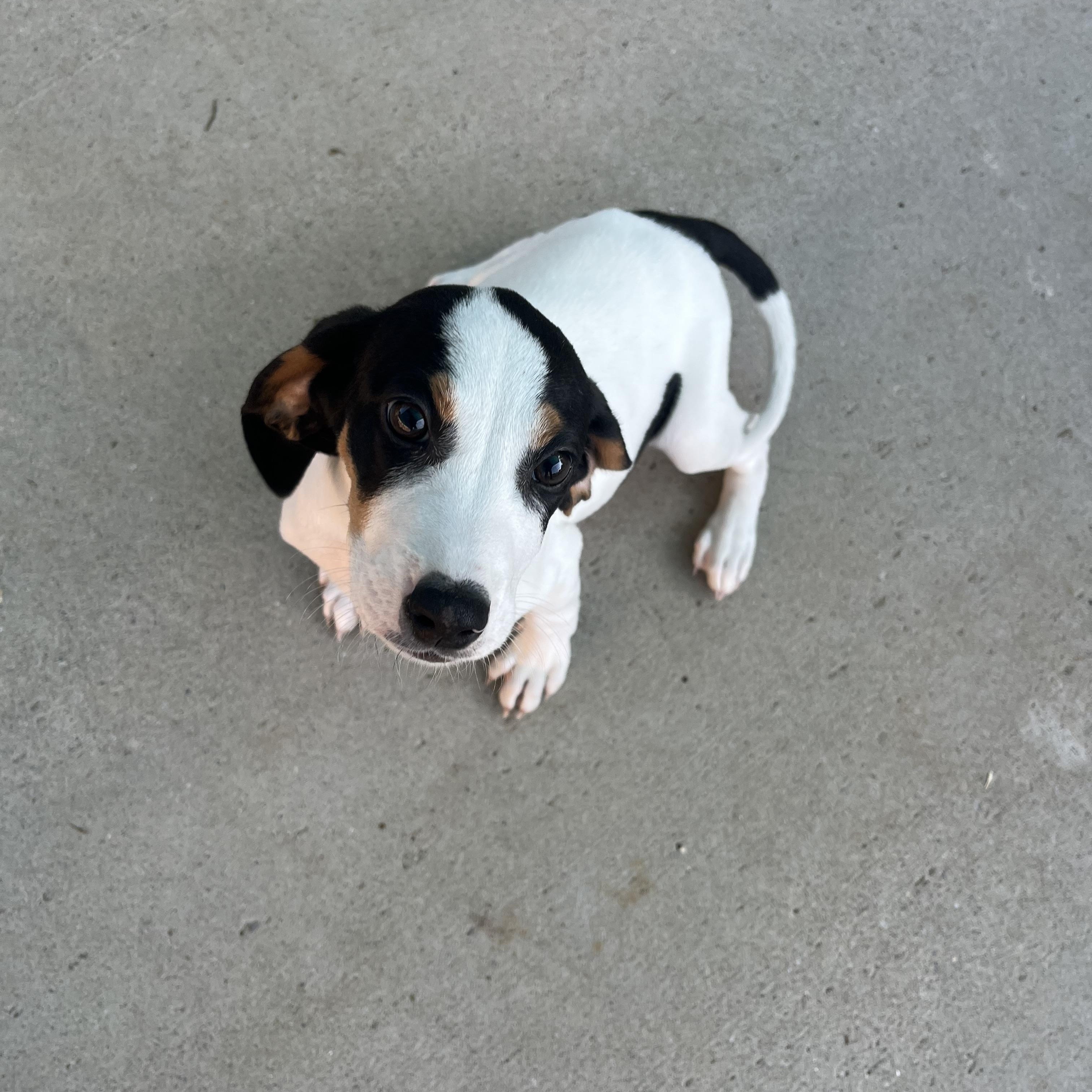 Enlarge Duncan, a ADOPTABLE mixed breed in Loudon, TN image 4/4