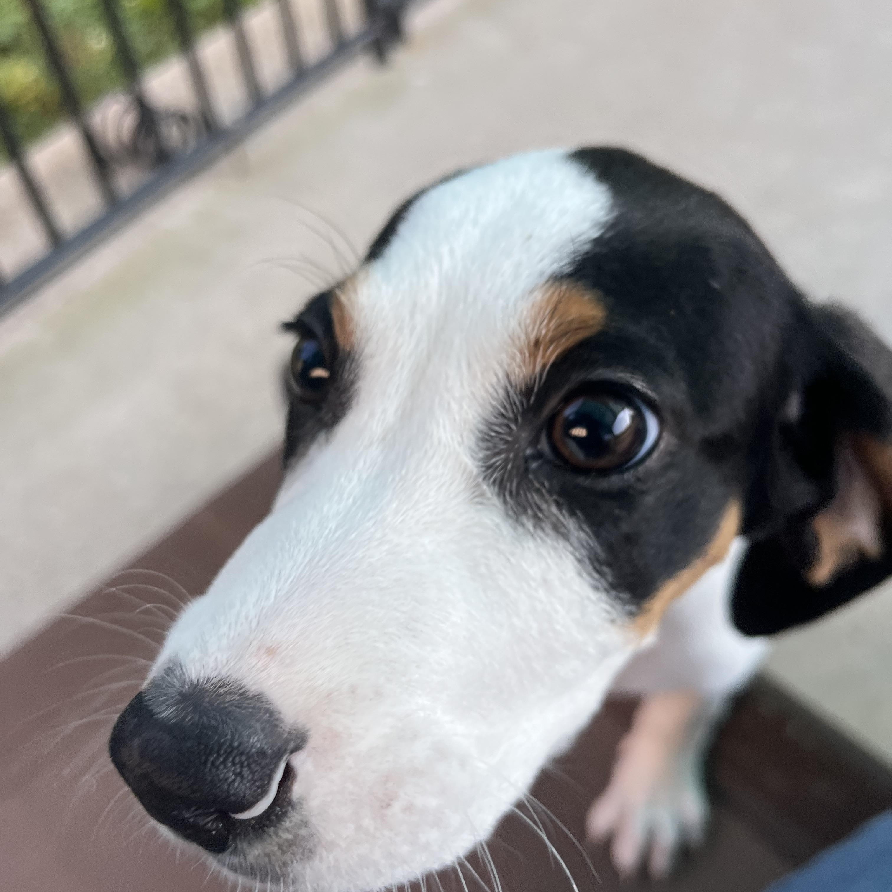 Enlarge Duncan, a ADOPTABLE mixed breed in Loudon, TN image 2/4