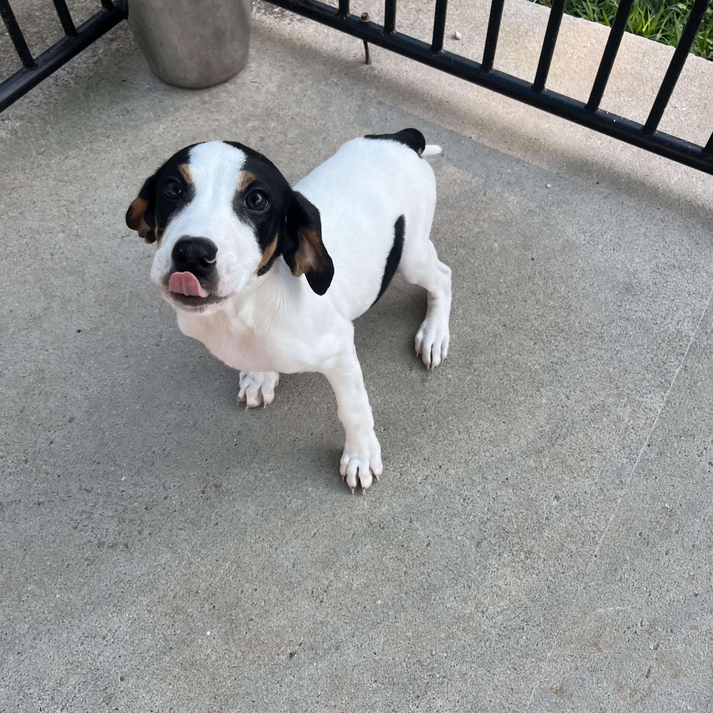 Enlarge Duncan, a ADOPTABLE mixed breed in Loudon, TN image 3/4