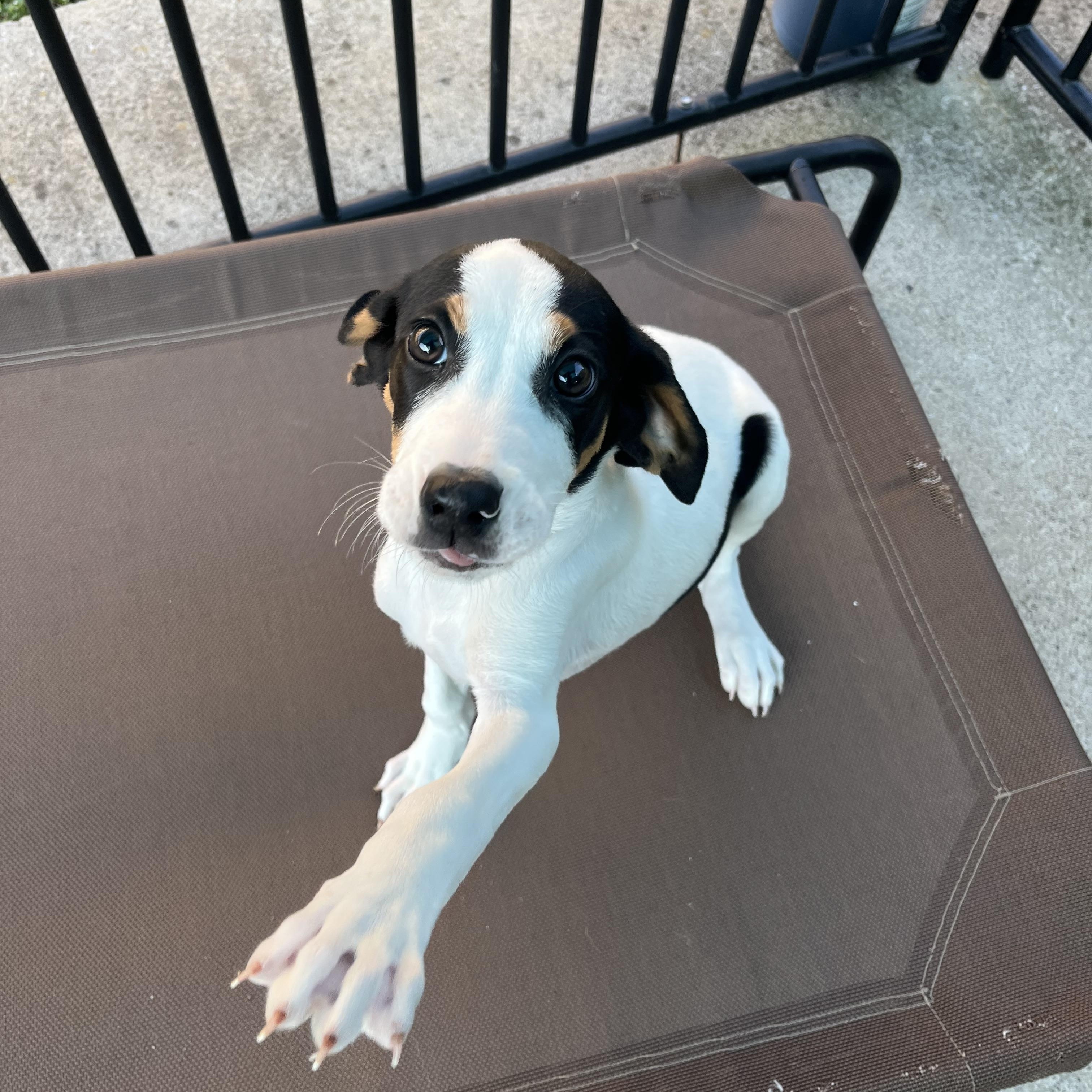 Duncan, ADOPTABLE, Puppy Male Coonhound.