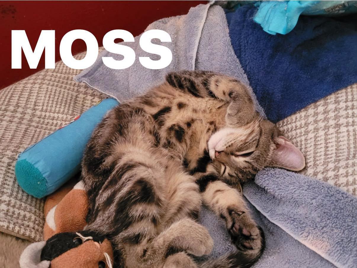 Enlarge Moss, a Adoptable Domestic Short Hair in Lincoln, NE image 1/1
