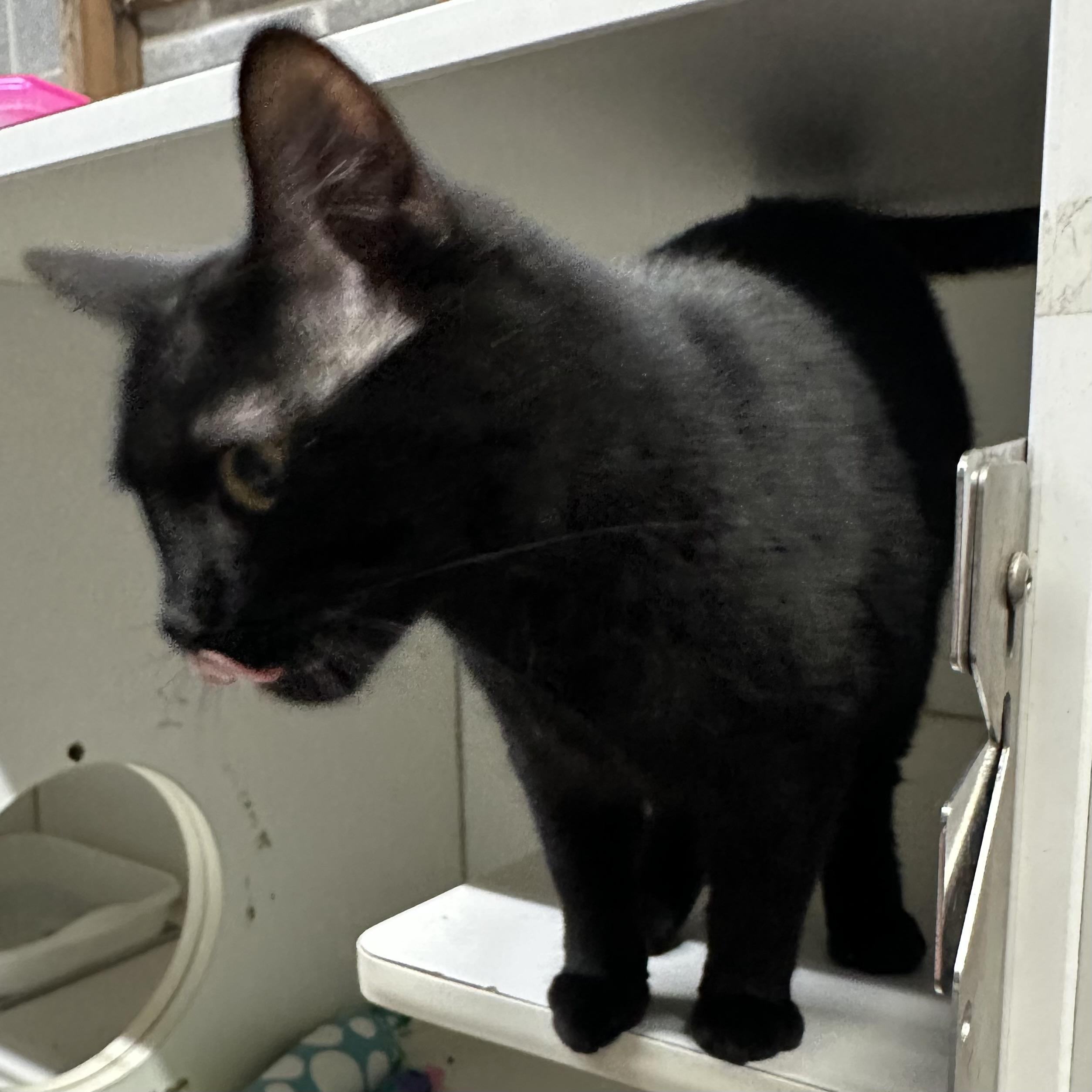 Raven, an adoptable Domestic Short Hair in Trenton, MO image 4/4