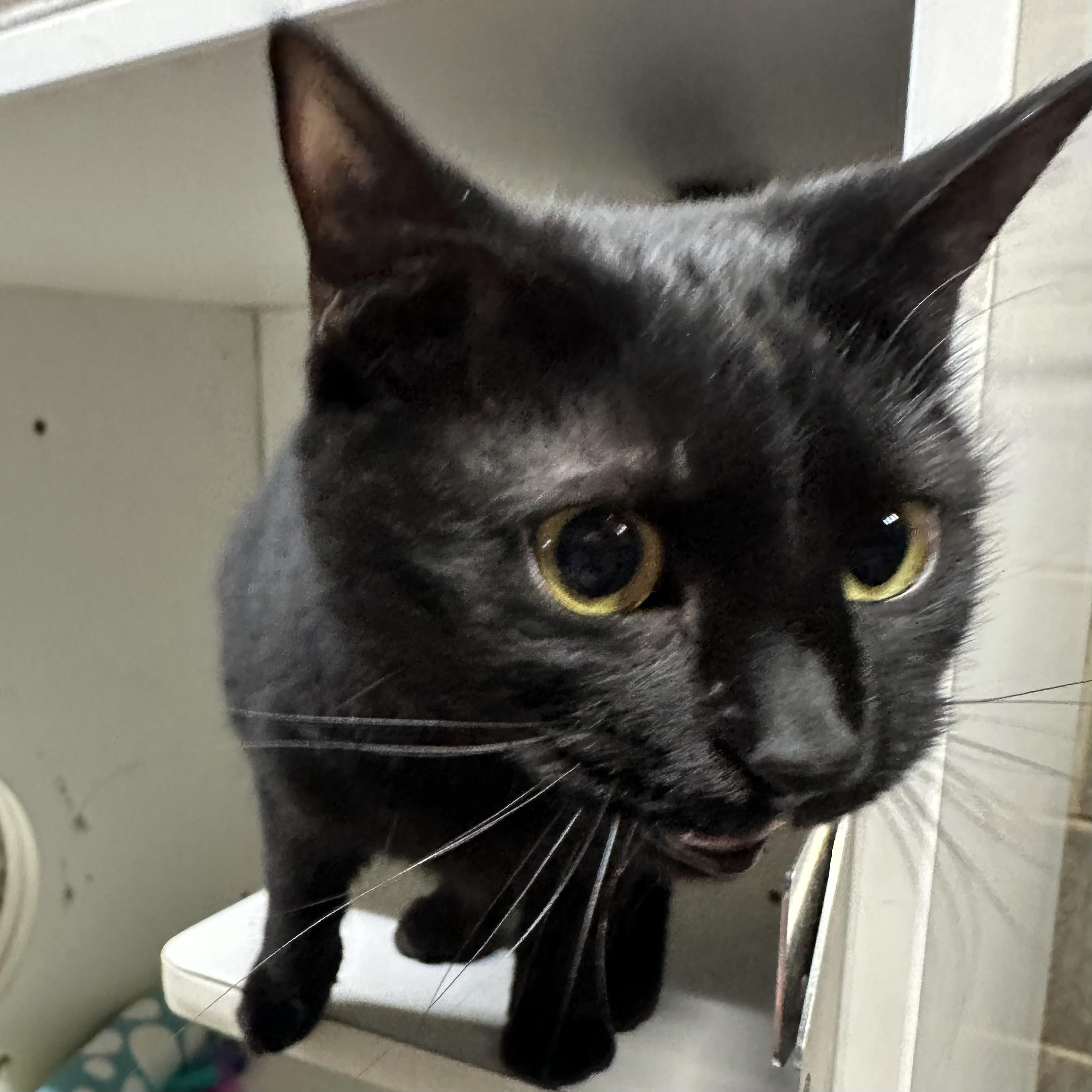 Raven, adoptable, Young Female Domestic Short Hair.