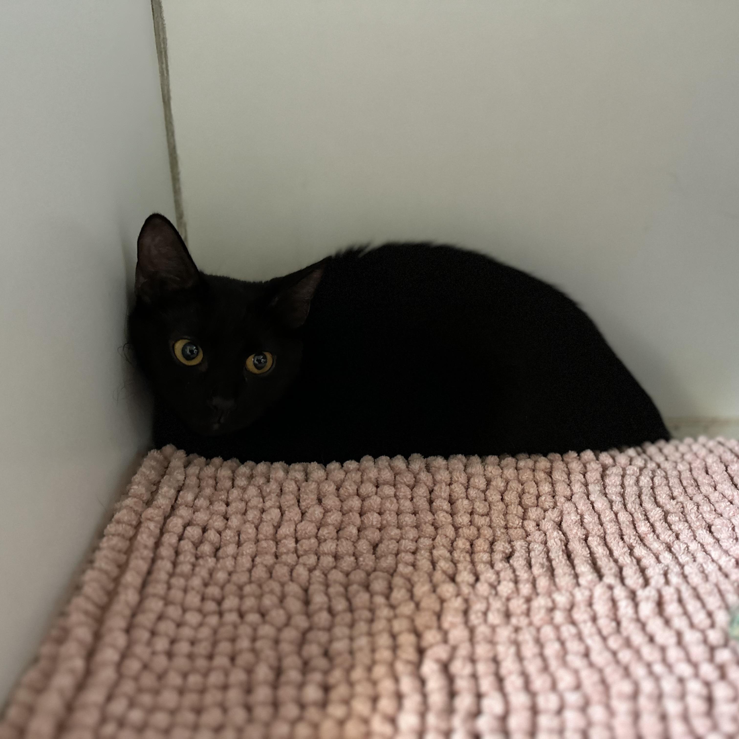 Raven, adoptable, Young Female Domestic Short Hair.