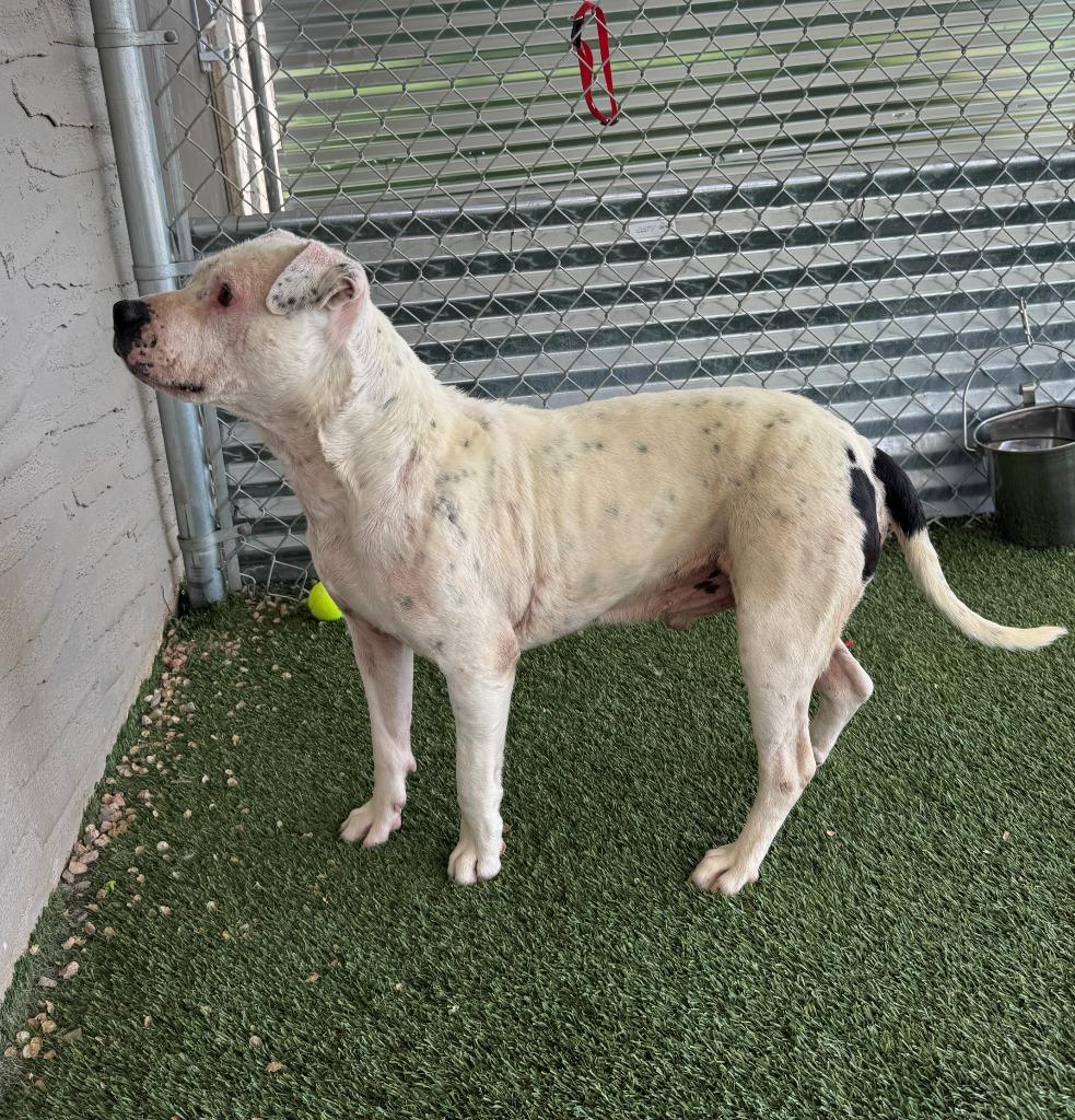 Enlarge Bee, a Adoptable Staffordshire Bull Terrier in Chino Valley, AZ image 1/4
