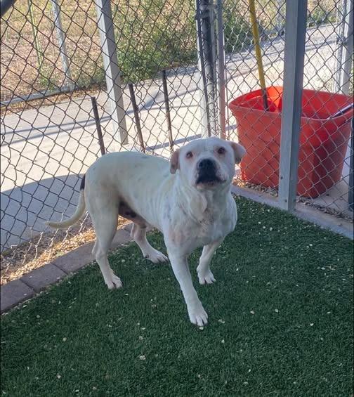 Enlarge Bee, a Adoptable Staffordshire Bull Terrier in Chino Valley, AZ image 2/4