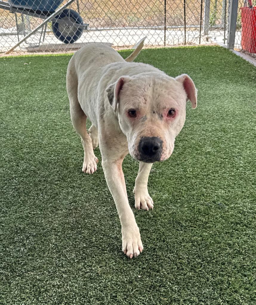 Enlarge Bee, a Adoptable Staffordshire Bull Terrier in Chino Valley, AZ image 3/4
