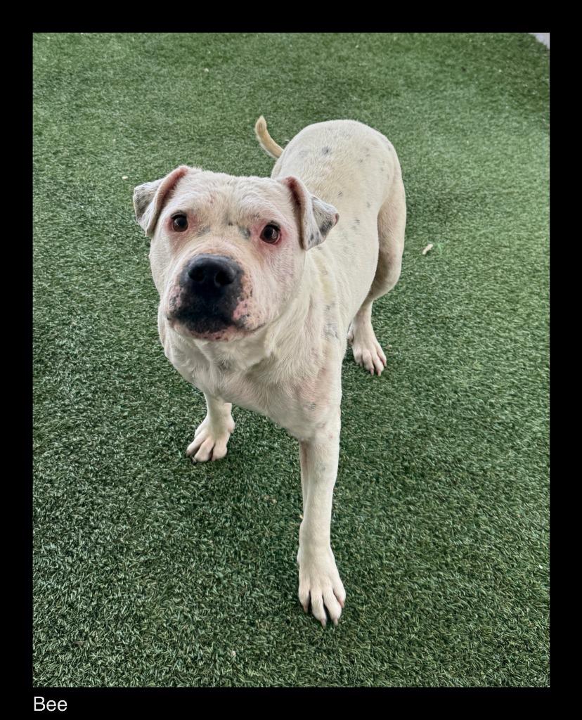 Enlarge Bee, a Adoptable Staffordshire Bull Terrier in Chino Valley, AZ image 4/4