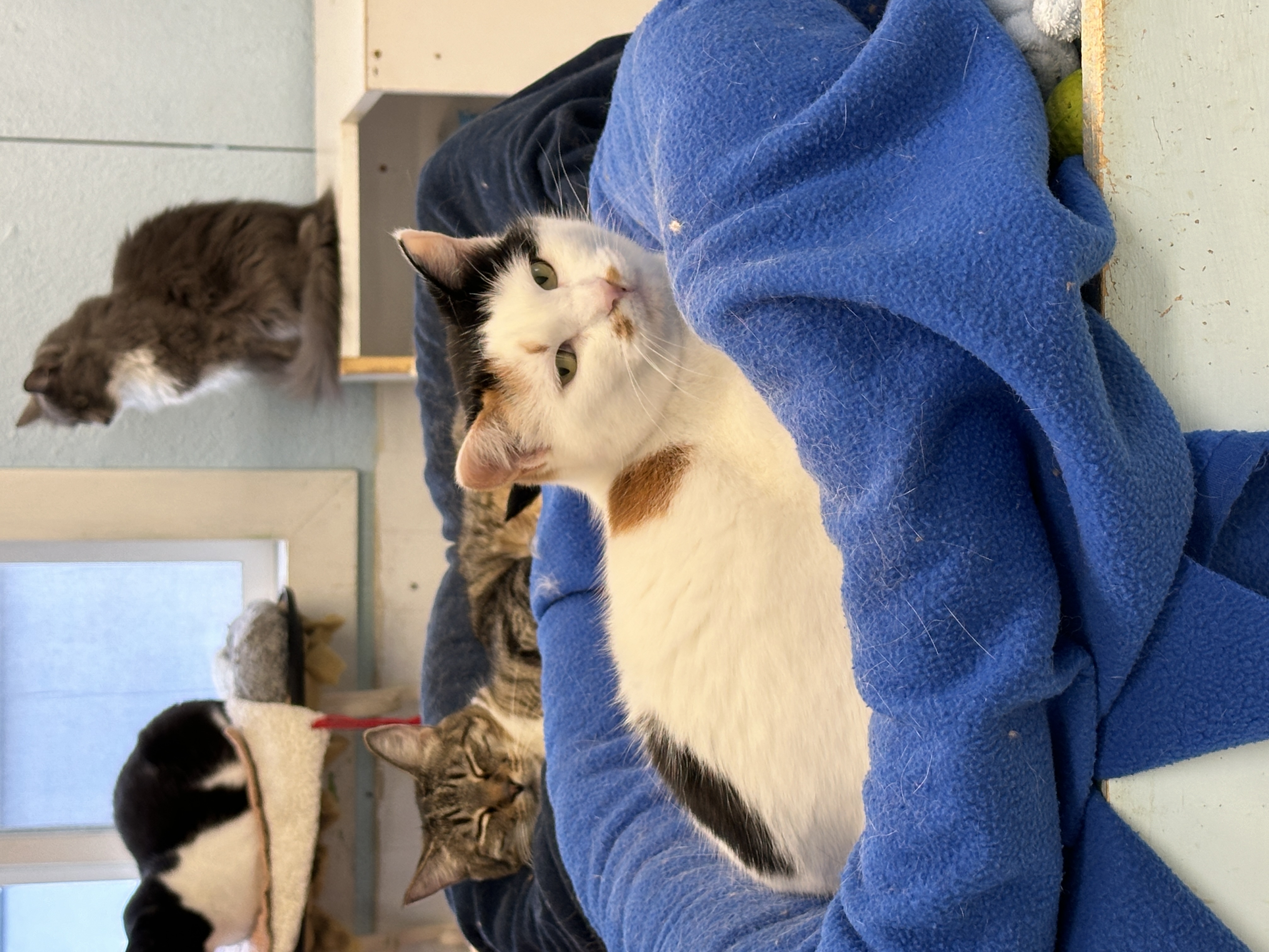 Keelan-VERY Shy, a Adoptable mixed breed in Anchorage, AK image 2/5