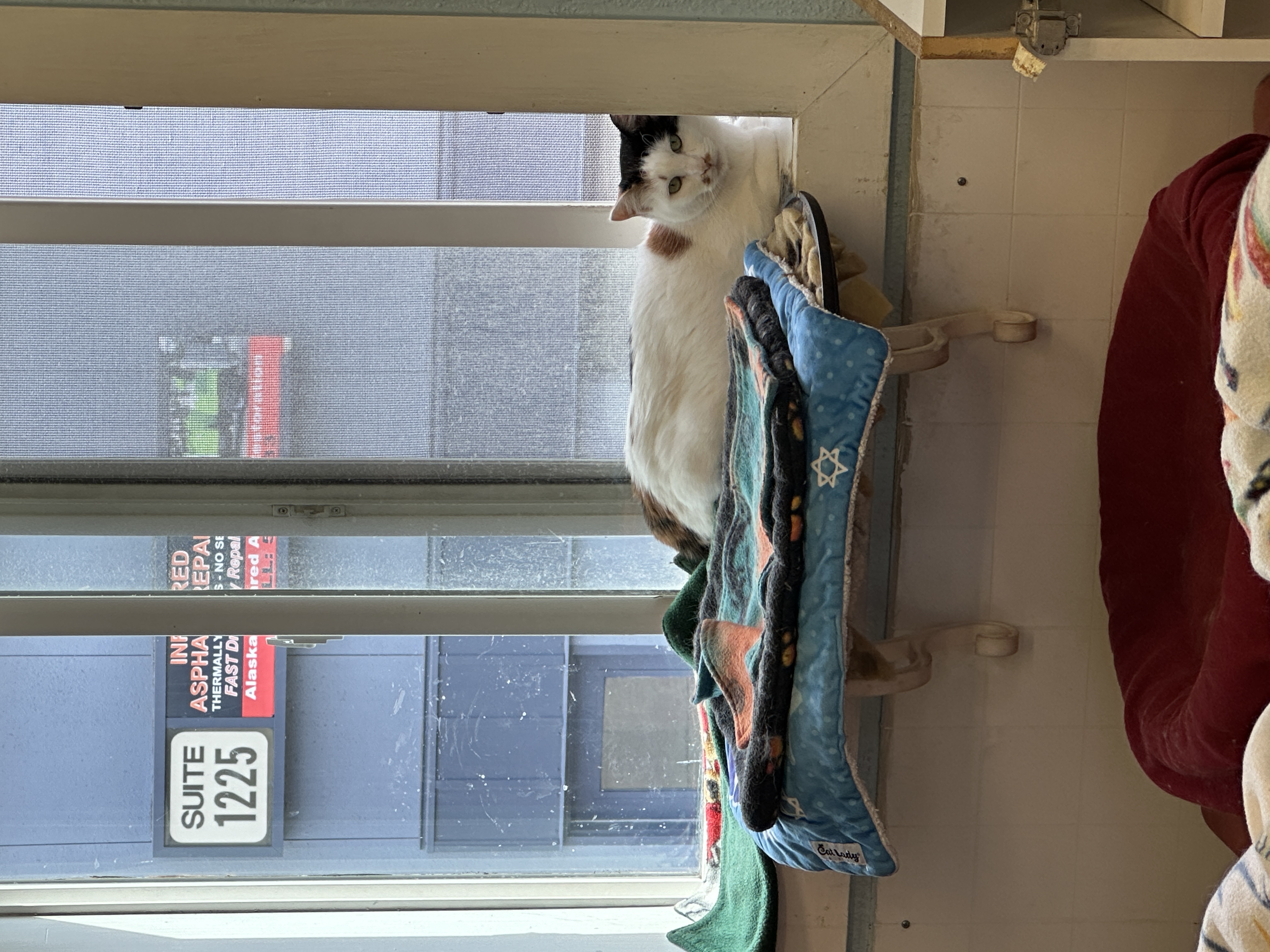 Keelan-VERY Shy, a Adoptable mixed breed in Anchorage, AK image 3/5