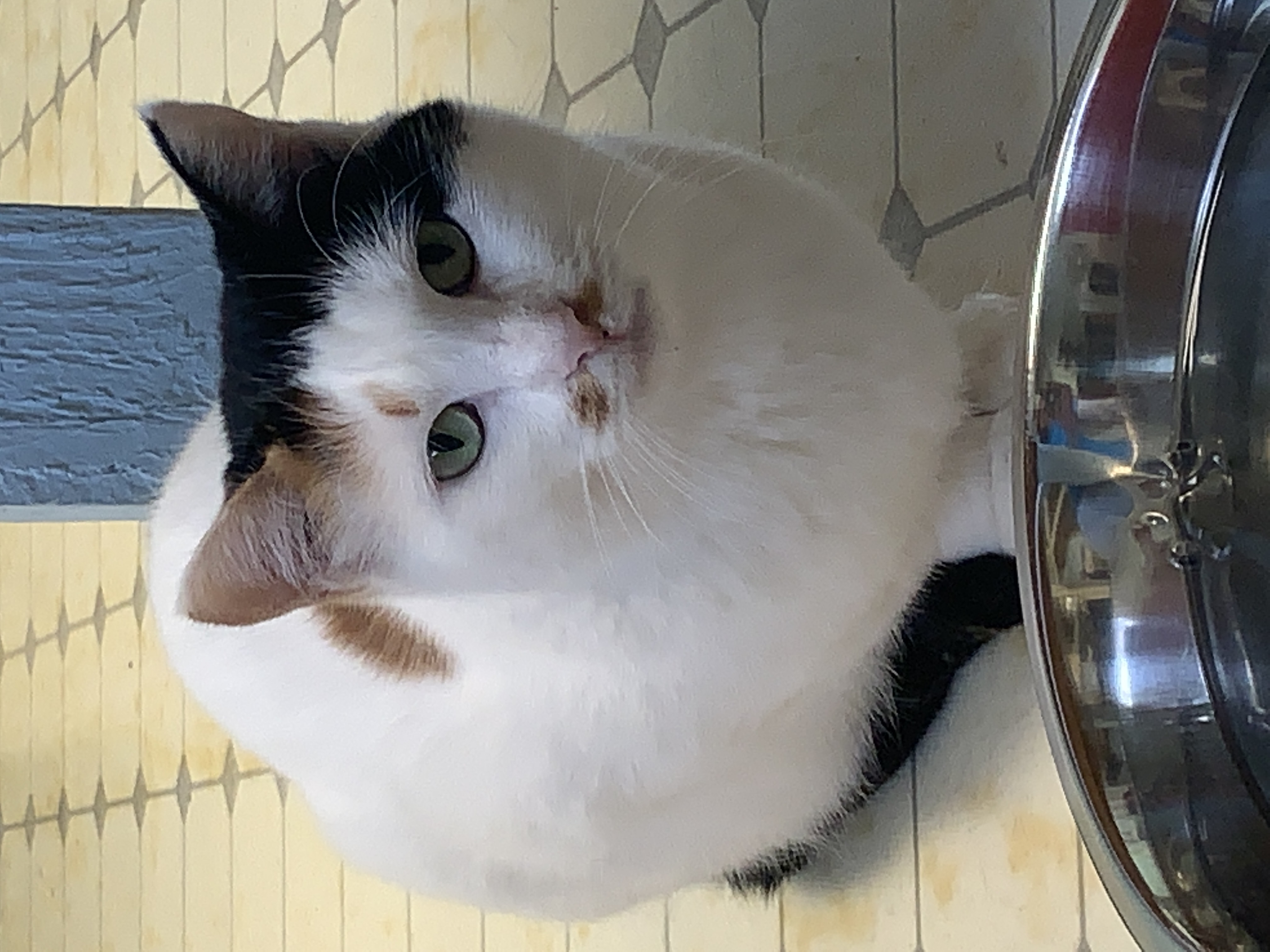 Keelan-VERY Shy, a Adoptable mixed breed in Anchorage, AK image 4/5