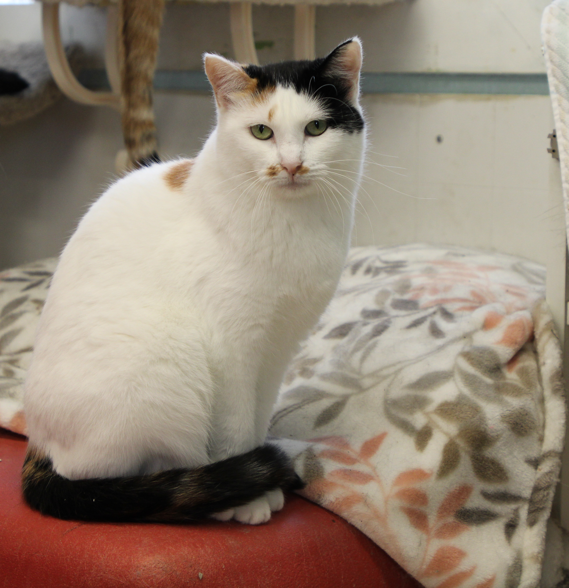 Keelan-VERY Shy, a Adoptable mixed breed in Anchorage, AK image 1/5