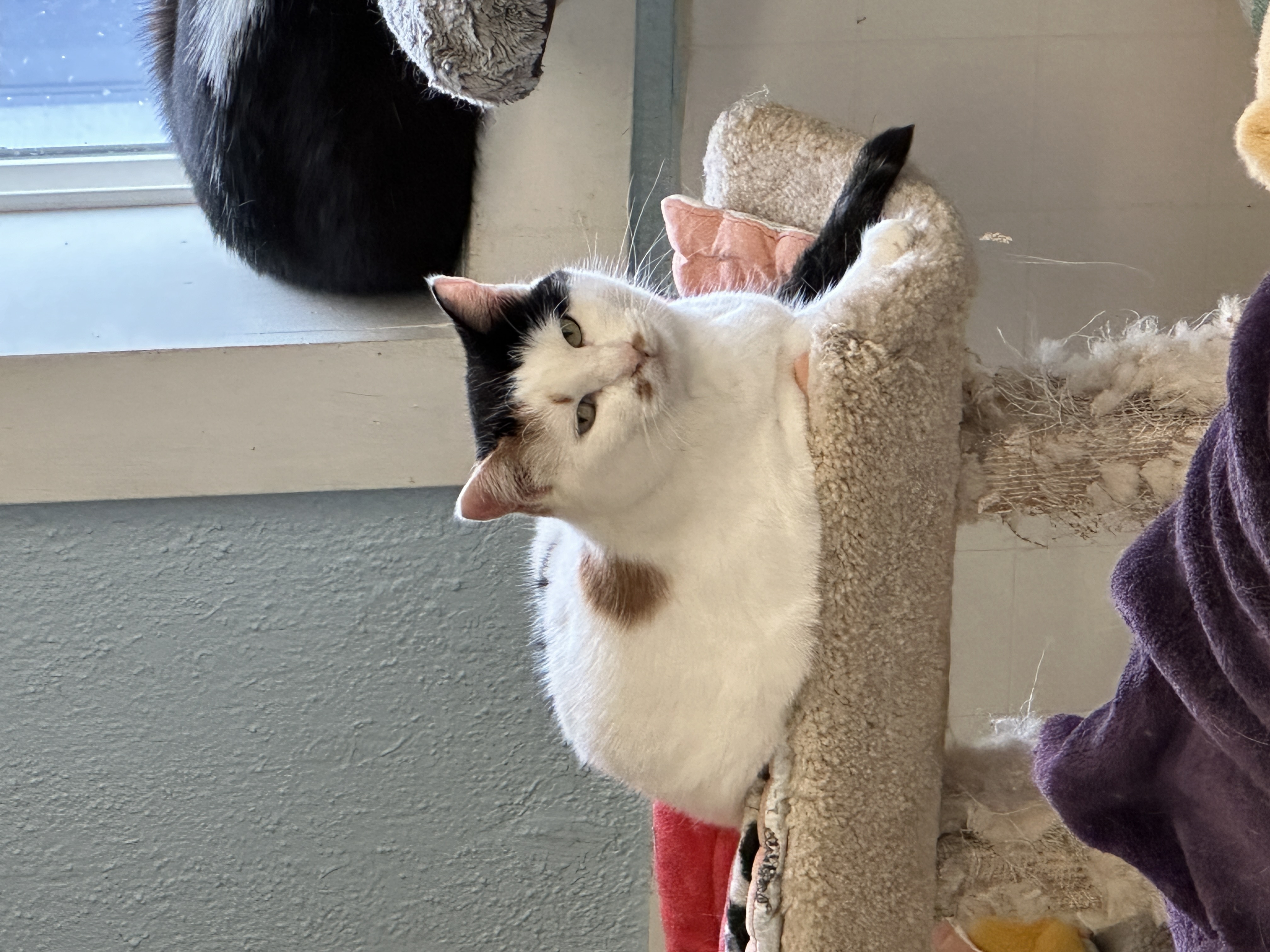 Keelan-VERY Shy, a Adoptable mixed breed in Anchorage, AK image 5/5