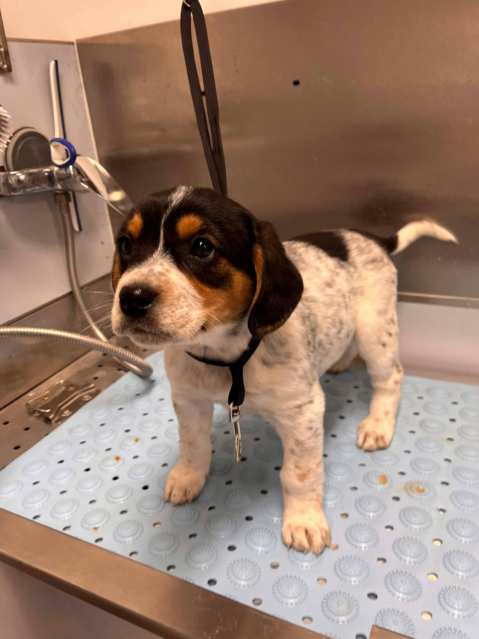 Jewel, adopted, Puppy Female English Coonhound.