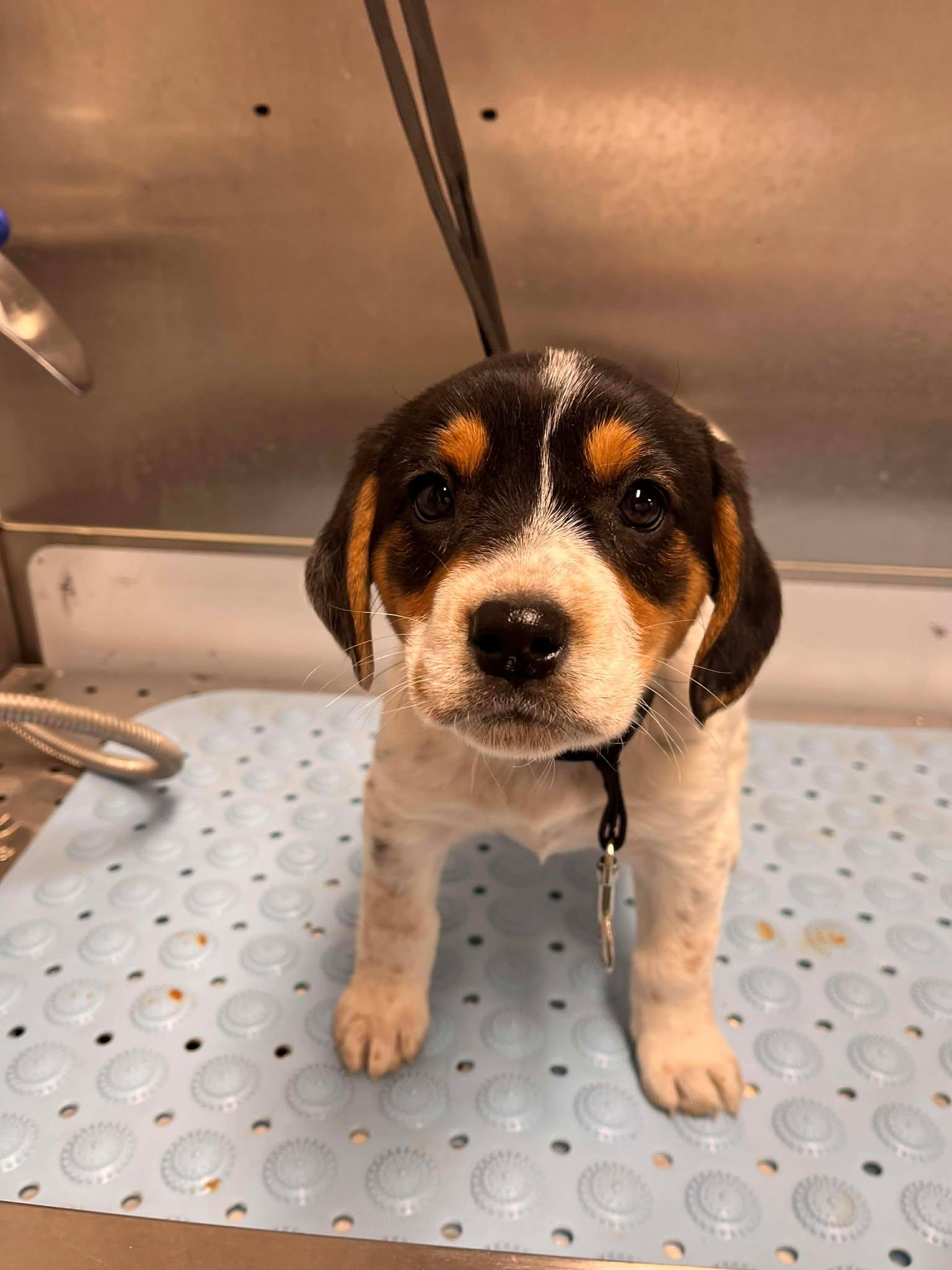 Enlarge Jewel, an adopted mixed breed in HONEY BROOK, PA image 4/4