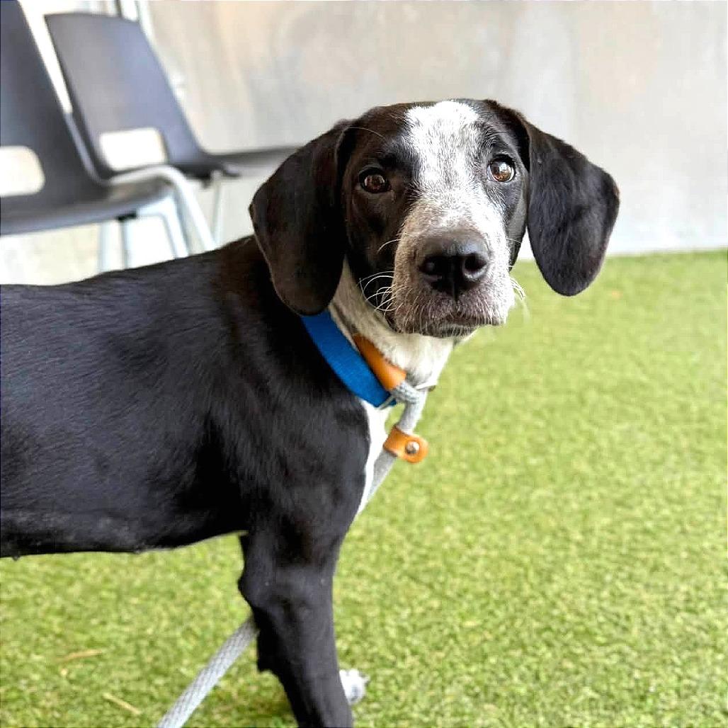 Enlarge Domino, a Adoptable Mixed Breed in Saint Louis, MO image 1/2