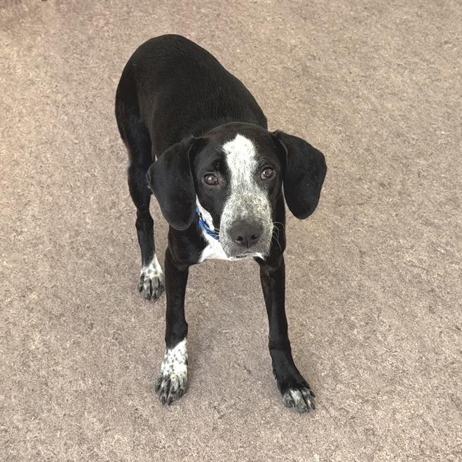 Enlarge Domino, a Adoptable Mixed Breed in Saint Louis, MO image 2/2