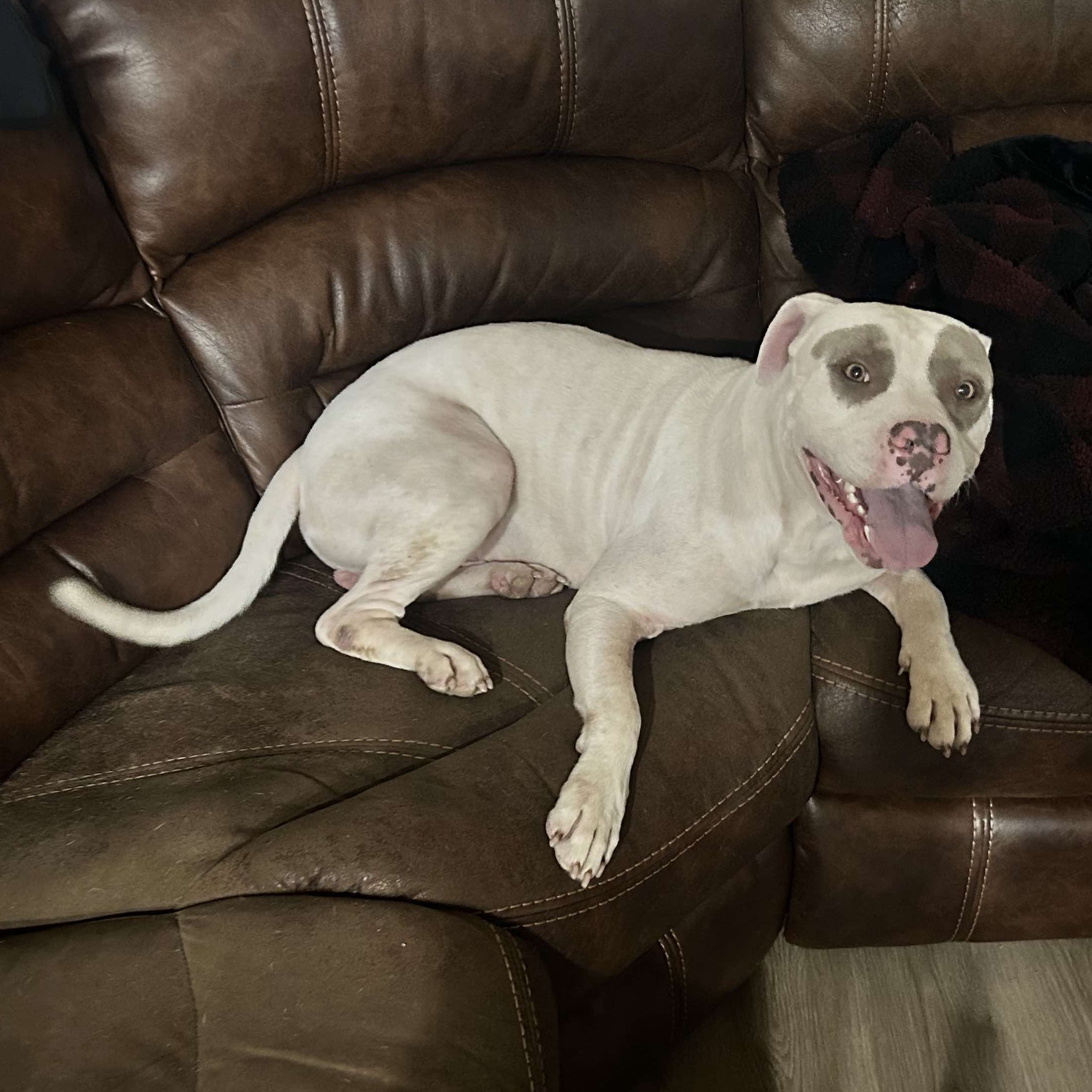 Enlarge Baloo, a Adopted mixed breed in Whitestone, NY image 2/6