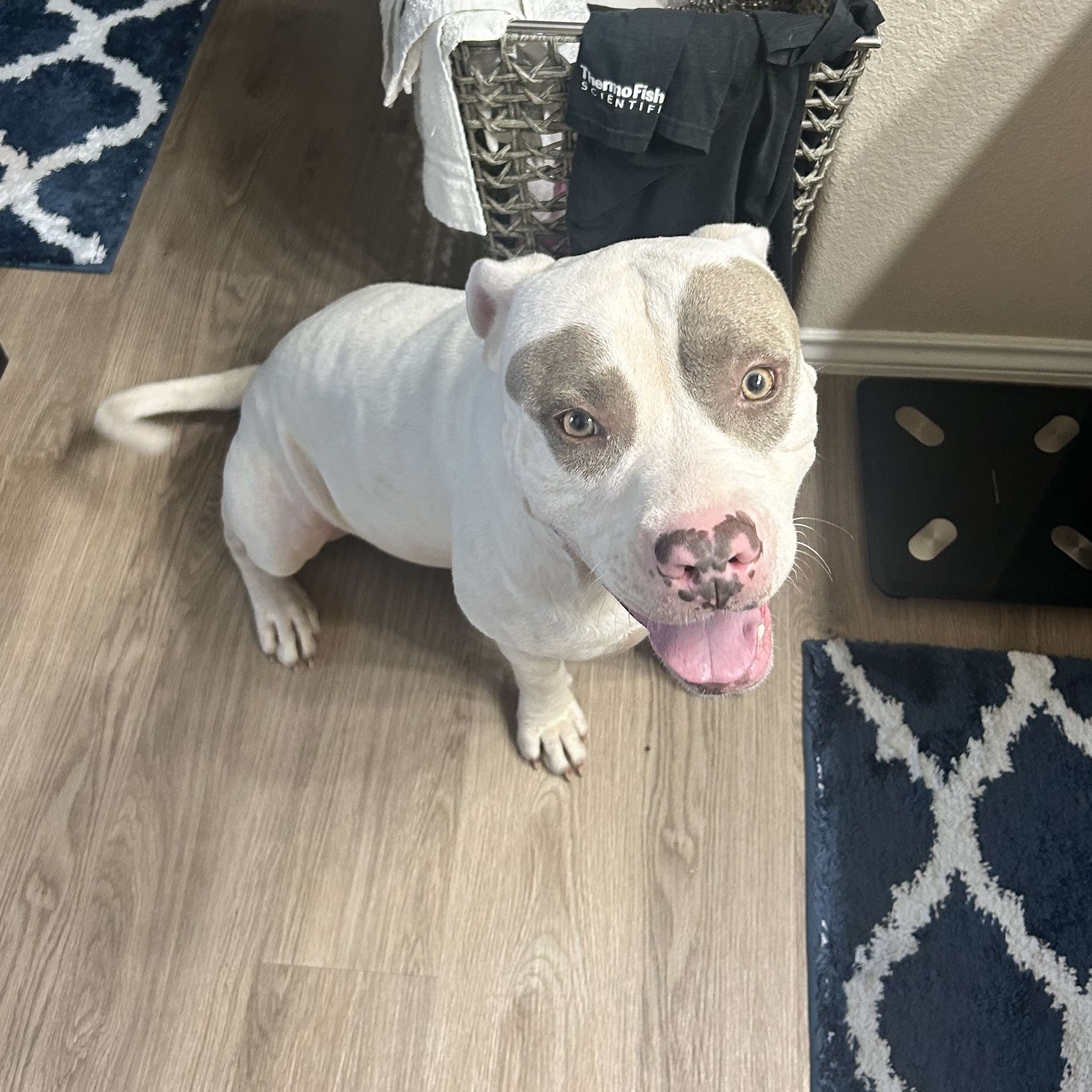 Baloo, Adopted, Adult Male Mixed Breed & American Staffordshire Terrier.