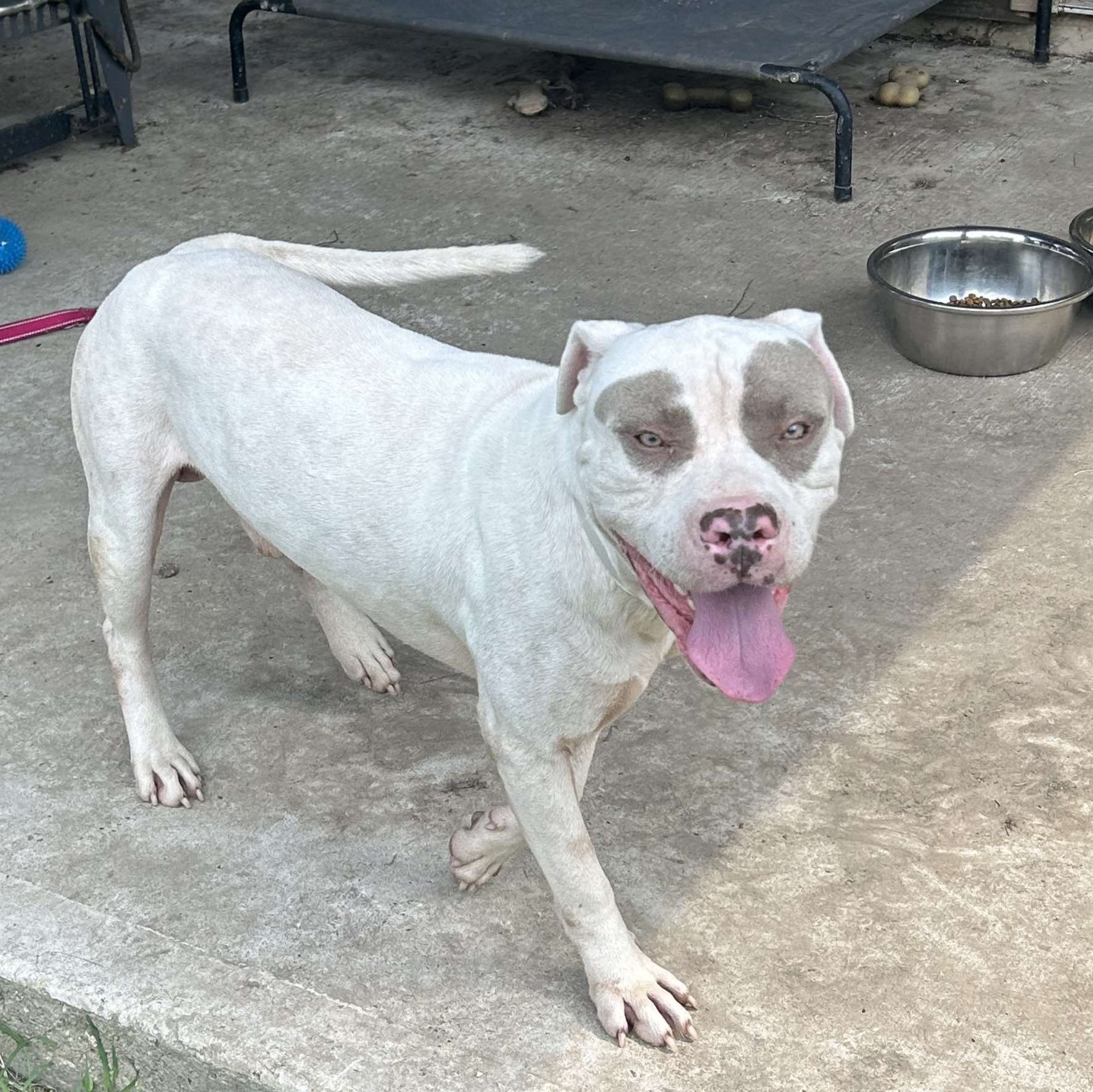 Enlarge Baloo, a Adopted mixed breed in Whitestone, NY image 3/6