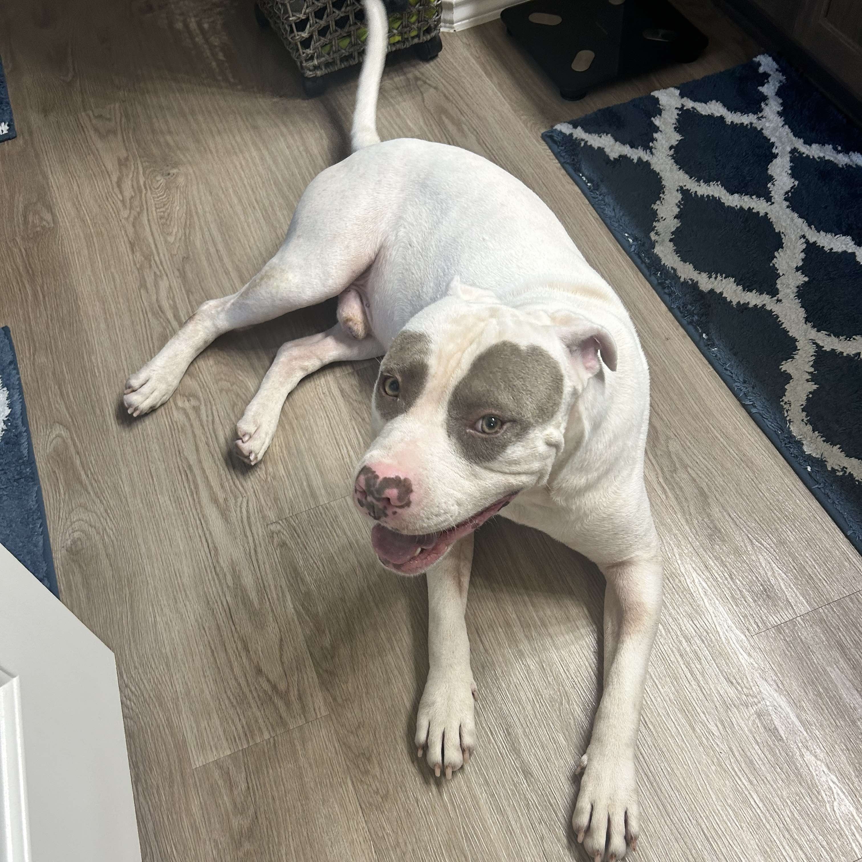 Enlarge Baloo, a Adopted mixed breed in Whitestone, NY image 4/6