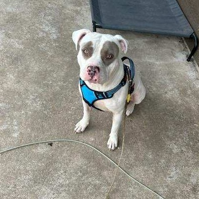 Enlarge Baloo, a Adopted mixed breed in Whitestone, NY image 5/6