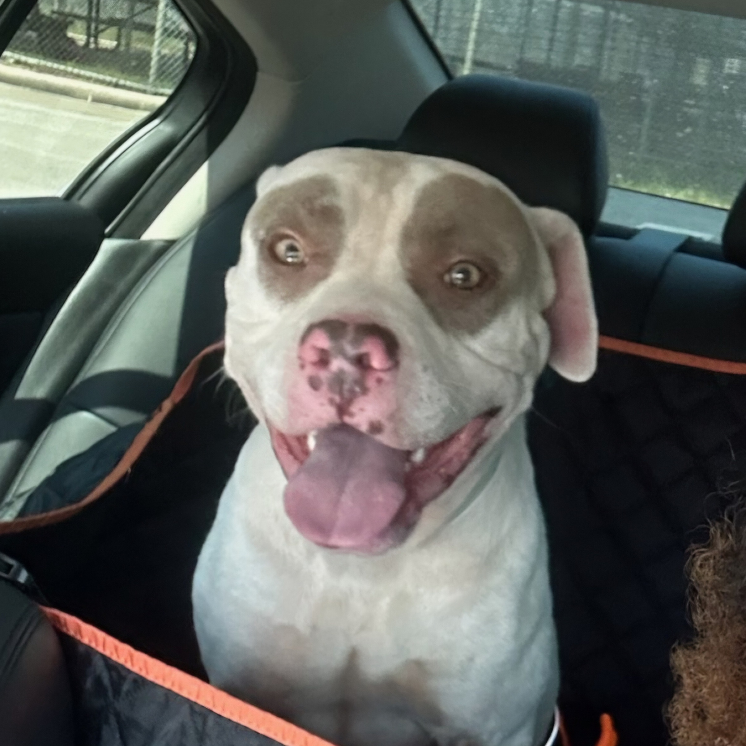 Enlarge Baloo, a Adopted mixed breed in Whitestone, NY image 6/6