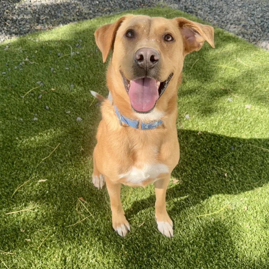 SRIRACHA, Adoptable, Adult Female Mixed Breed.
