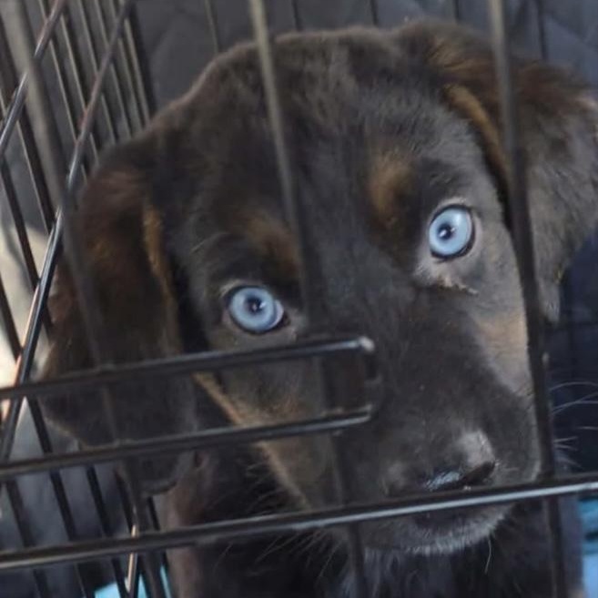 Lauren, adopted, Puppy Female Shepherd & Husky.