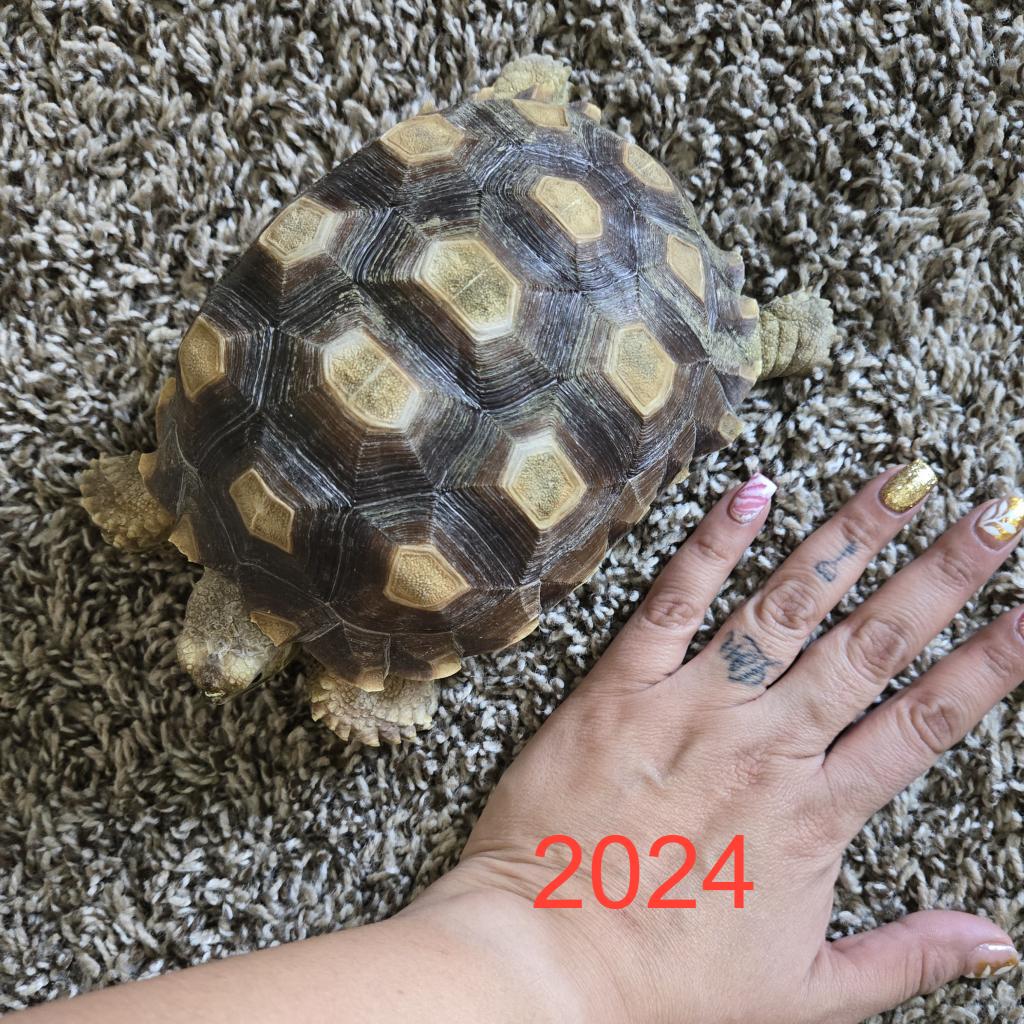 Enlarge Chief, a Adoptable Sulcata in San Marcos, TX image 1/6
