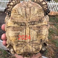 Enlarge Chief, a Adoptable Sulcata in San Marcos, TX image 2/6