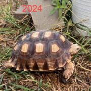 Enlarge Chief, a Adoptable Sulcata in San Marcos, TX image 3/6
