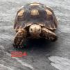 Enlarge Chief, a Adoptable Sulcata in San Marcos, TX image 4/6