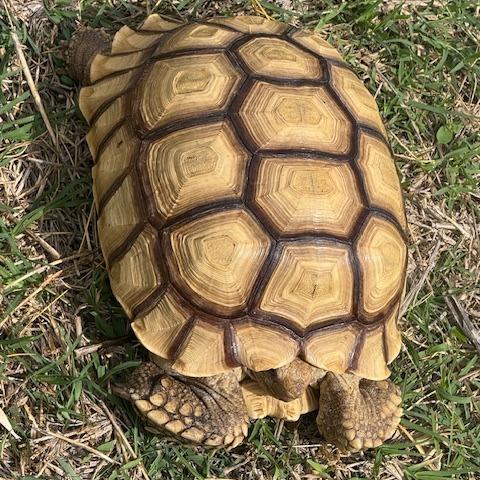 Enlarge Chief, a Adoptable Sulcata in San Marcos, TX image 5/6
