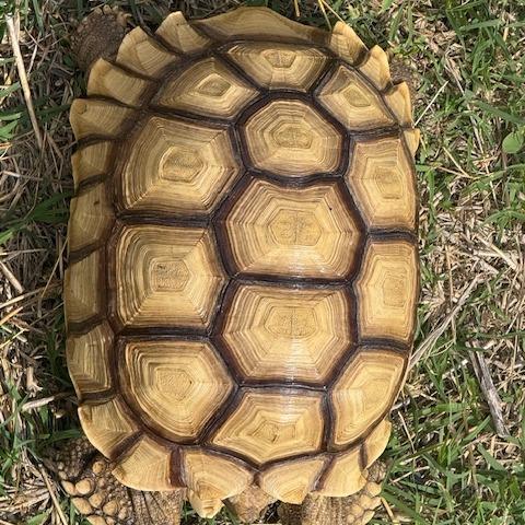 Enlarge Chief, a Adoptable Sulcata in San Marcos, TX image 6/6