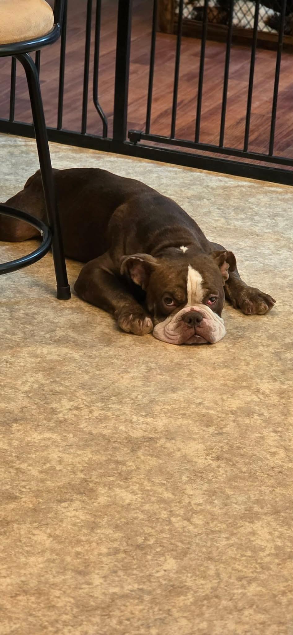 Memphis, Adoptable, Adult Male English Bulldog.