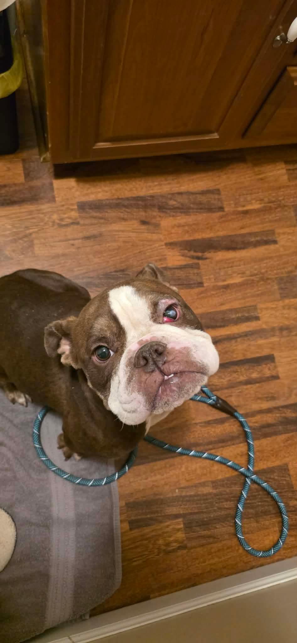 Enlarge Memphis, a Adoptable English Bulldog in Steeleville, IL image 2/3